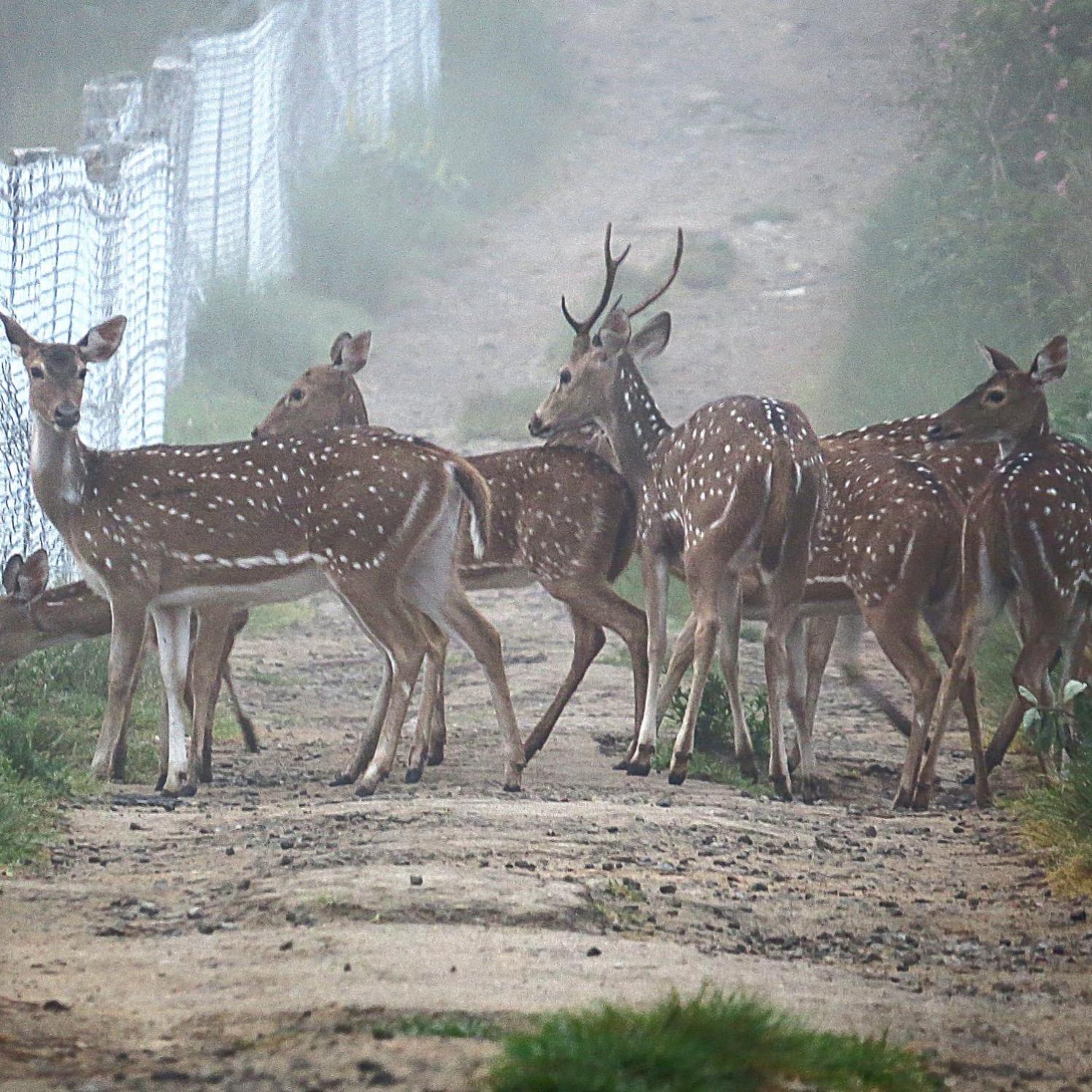 The Deer Meadows Villa มูดูมาไล ภายนอก รูปภาพ